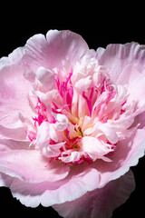 fresh peony in the vase