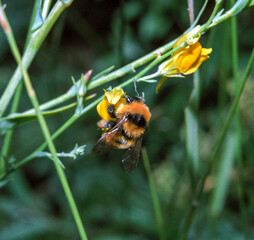 Bombus fragrans - large yellow steppe bumblebee on a green leaf