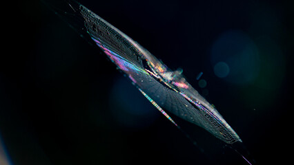 Rainbow Spiderweb