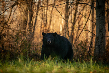Autumn black bear
