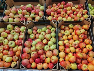 A large pile of apples in a box