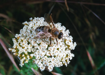 Honey bees on elderberry flowers collect honey and pollen