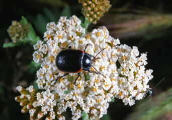 Chrysolina sanguinolenta - leaf beetle on a flower, southern Ukraine