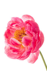 fresh peony on the white