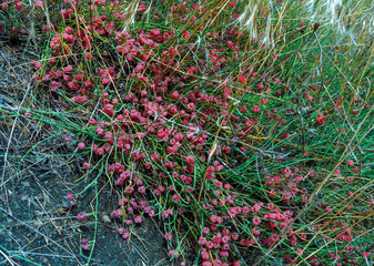(Ephedra distachya), medicinal herbaceous plant on a clay cliff on the bank of the Karadag