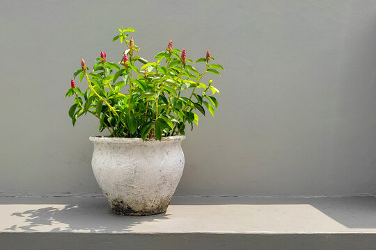 A cluster of Costus woodsonii or Red Button Ginger or Pacing Pentul, planted in a large white clay pot, is placed outside the house with a wall in the background.