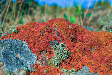 Orange and gray lichens on coastal limestone stones and rocks in Karadag