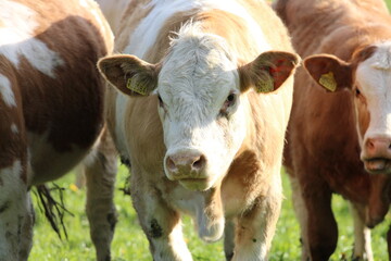 Obraz premium Peaceful Cows Grazing in Green Field, Lush Meadow with Grazing Livestock, Countryside Cows Enjoying the Open Field, Pastoral Beauty: Cows in a Verdant Field, Calm Rural Landscape with Grazing Cattle