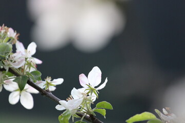 Springtime Flowering Branches