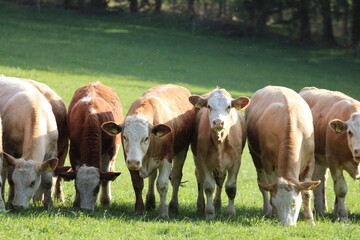 Peaceful Cows Grazing in Green Field, Lush Meadow with Grazing Livestock, Countryside Cows Enjoying...