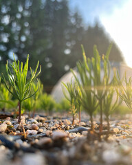 Growing Pine and Spruce Saplings, Oak Tree Planting in Forest, Young Trees, Reforestation Efforts with Saplings, Forest Regeneration, Small Pine and Oak Trees Growing Tree Cultivation, Planting Season