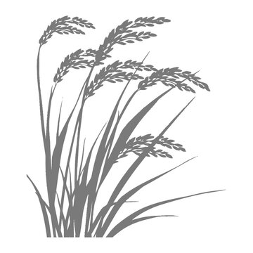 Elegiac Grey Rice Stalks: Simple Botanical Silhouette on White.
