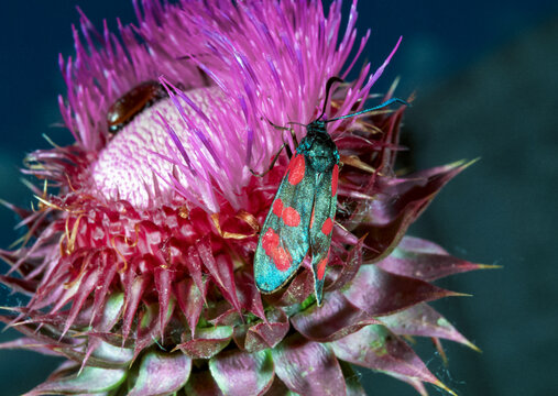 Zygaena filipendulae - A small butterfly sits on a thistle flower