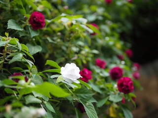 A White Rose among the Red