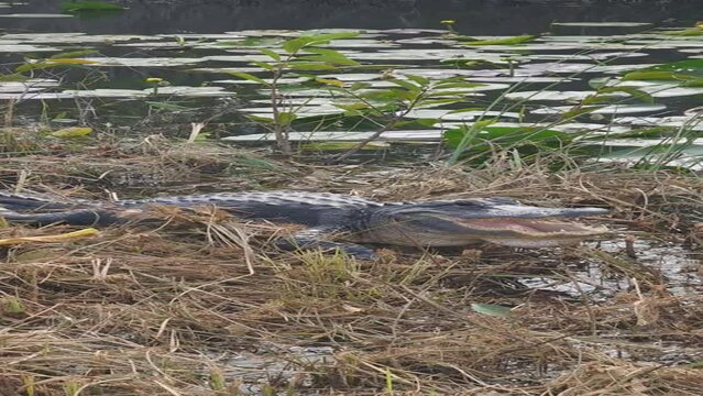 alligator in the swamp