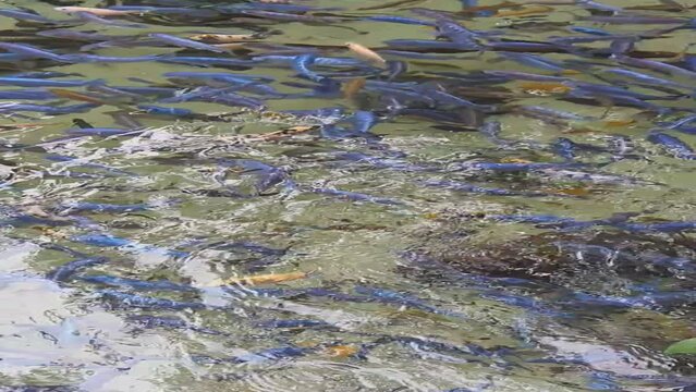 a large school of cichlids