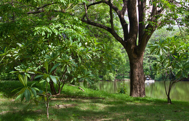 trees in the park