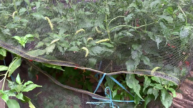 net cover the chilli tree to avoid pest and chicken 