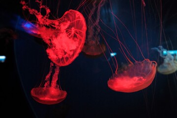 Jellyfish. Ocean. Underwater world. Medusa.