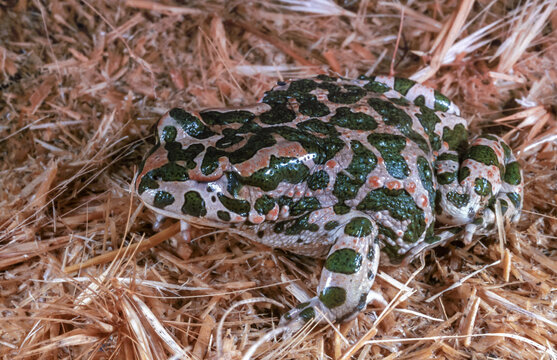 European green toad (Bufotes viridis), the most common amphibian species