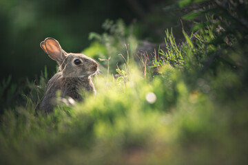 Rabbit