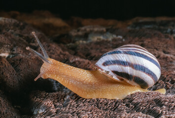 Cepaea vindobonensis - close-up of a crawling clam
