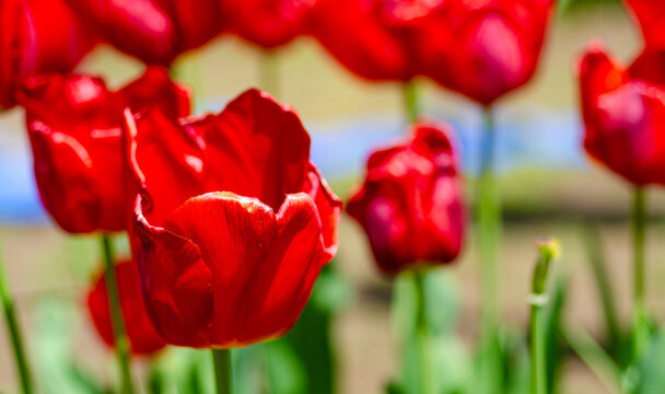 red and yellow tulip