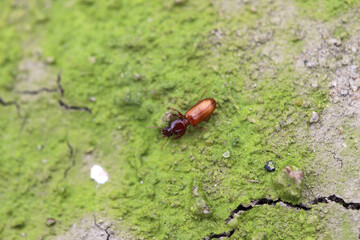 Beetle Clivina collaris on the soil surface in an onion crop field.