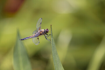 Libelle an einem Blatt