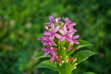 pink flowers in the garden