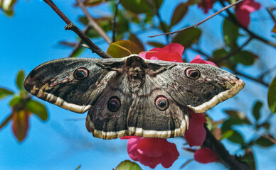 Giant emperor moth (Saturnia pyri), the largest Red Book butterfly in the spring