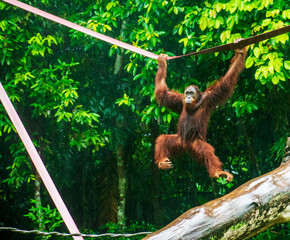 Bornean Orangutan also called Mia's