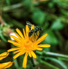 Panurgus sp. - little bee pollinates a yellow flower