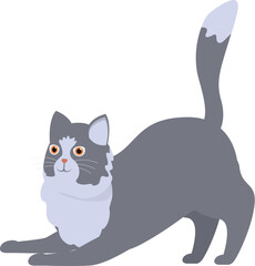 Gray and white cat is arching its back and getting ready to play