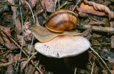 Burgundy snail, Roman snail (Helix pomatia), a large clam with a large curled brown shell crawls