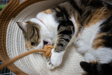 Cats kept in the bedroom