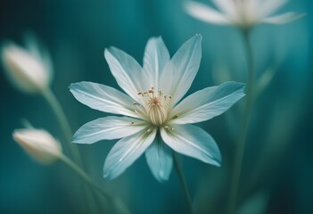 Fototapeta premium Elegant White Flower on Teal Background create with ai