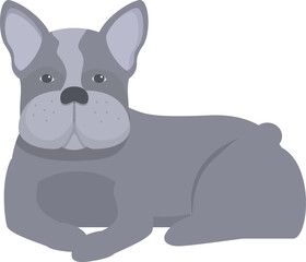 Gray french bulldog is lying down, enjoying a moment of tranquility