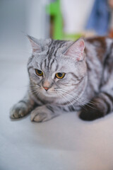 Cats kept in the bedroom