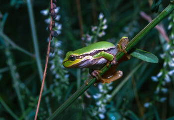 European tree frog (Hyla arborea), tree frog on green plants