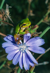 European tree frog (Hyla arborea), tree frog on green plants