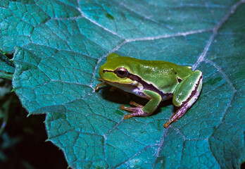 European tree frog (Hyla arborea), tree frog on green leaves