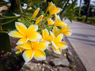 plumeria, blossom, frangipani, fragrant, bloom, blooming, bright, closeup, fresh, flower, nature, beauty, garden, background, summer, floral, green, plant, tropical, beautiful, natural, yellow, petal,