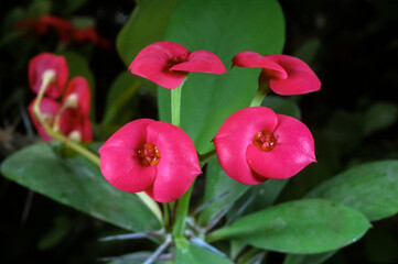 Euphorbia milii (also known as the crown of thorns, Christ plant)