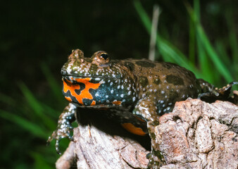 The European fire-bellied toad (Bombina bombina), endangered Red List amphibian species in the wild