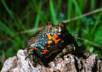The European fire-bellied toad (Bombina bombina), endangered Red List amphibian species in the wild