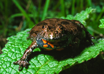 The European fire-bellied toad (Bombina bombina), endangered Red List amphibian species in the wild