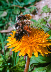Osmia cornuta - bees with mites on their bodies mate on flowers, southern Ukraine