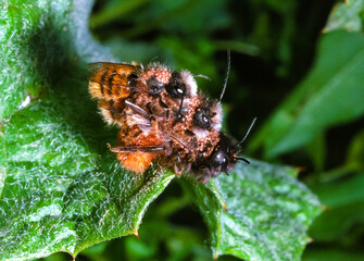 Osmia cornuta - bees with mites on their bodies mate on flowers, southern Ukraine