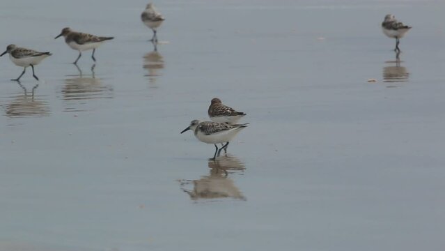 Shore Birds